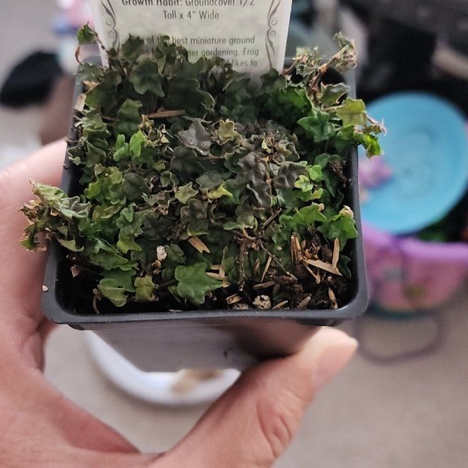 Photo of the plant species Mini Oakleaf Creeping Fig by @YeahSalsa91 named Bone Hollow Ivy on Greg, the plant care app