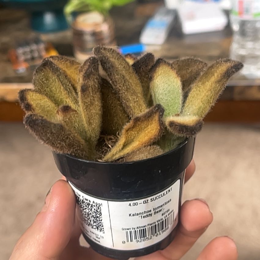 Photo of the plant species Teddy Bear Panda Plant by @Xerxes named Ronaldo on Greg, the plant care app