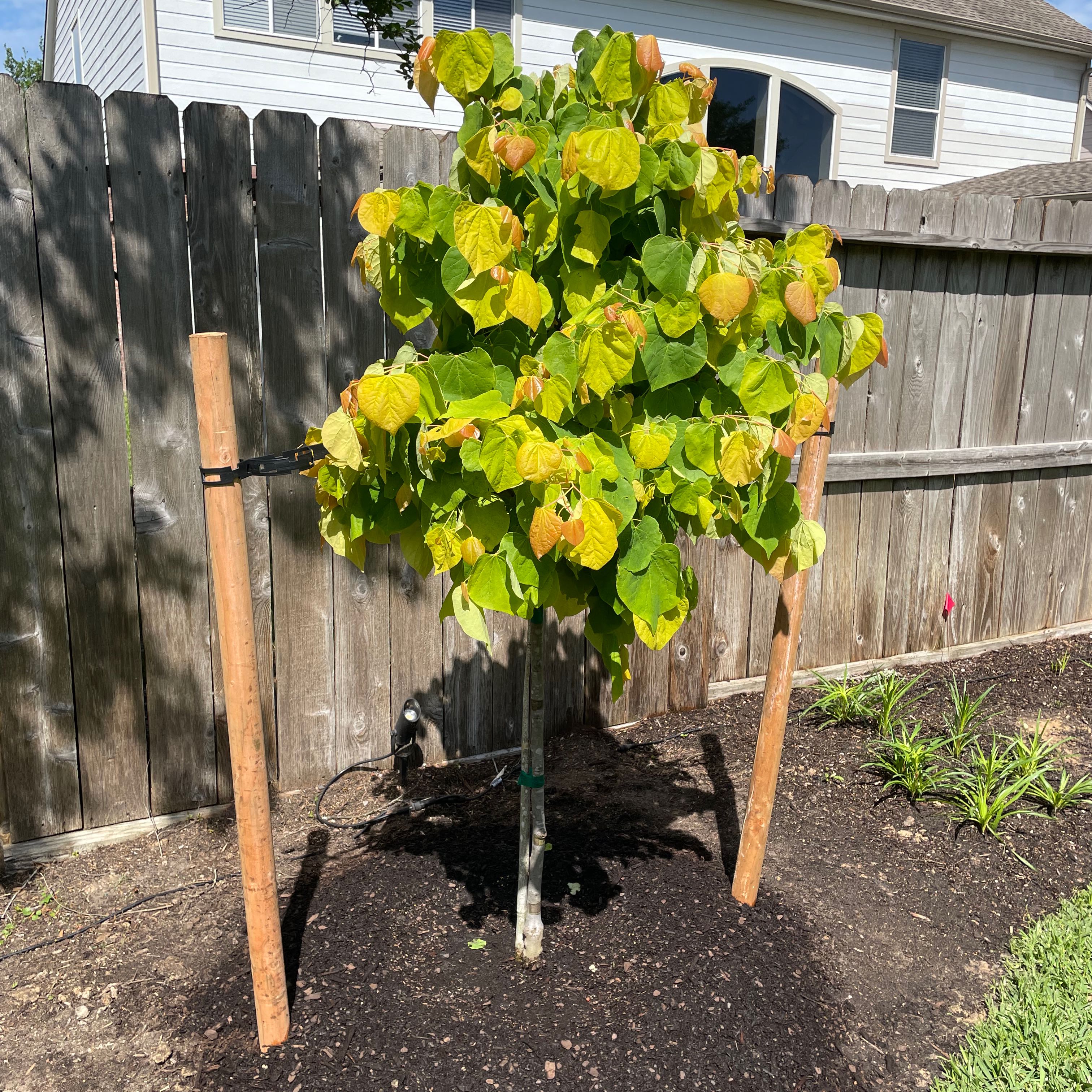Photo of the plant species Rising Sun Redbud by @GlowingPokaka55 named Rainier on Greg, the plant care app