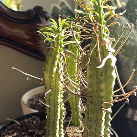 Photo of the plant species Euphorbia loricata by @FitRedflax12 named Kylie on Greg, the plant care app
