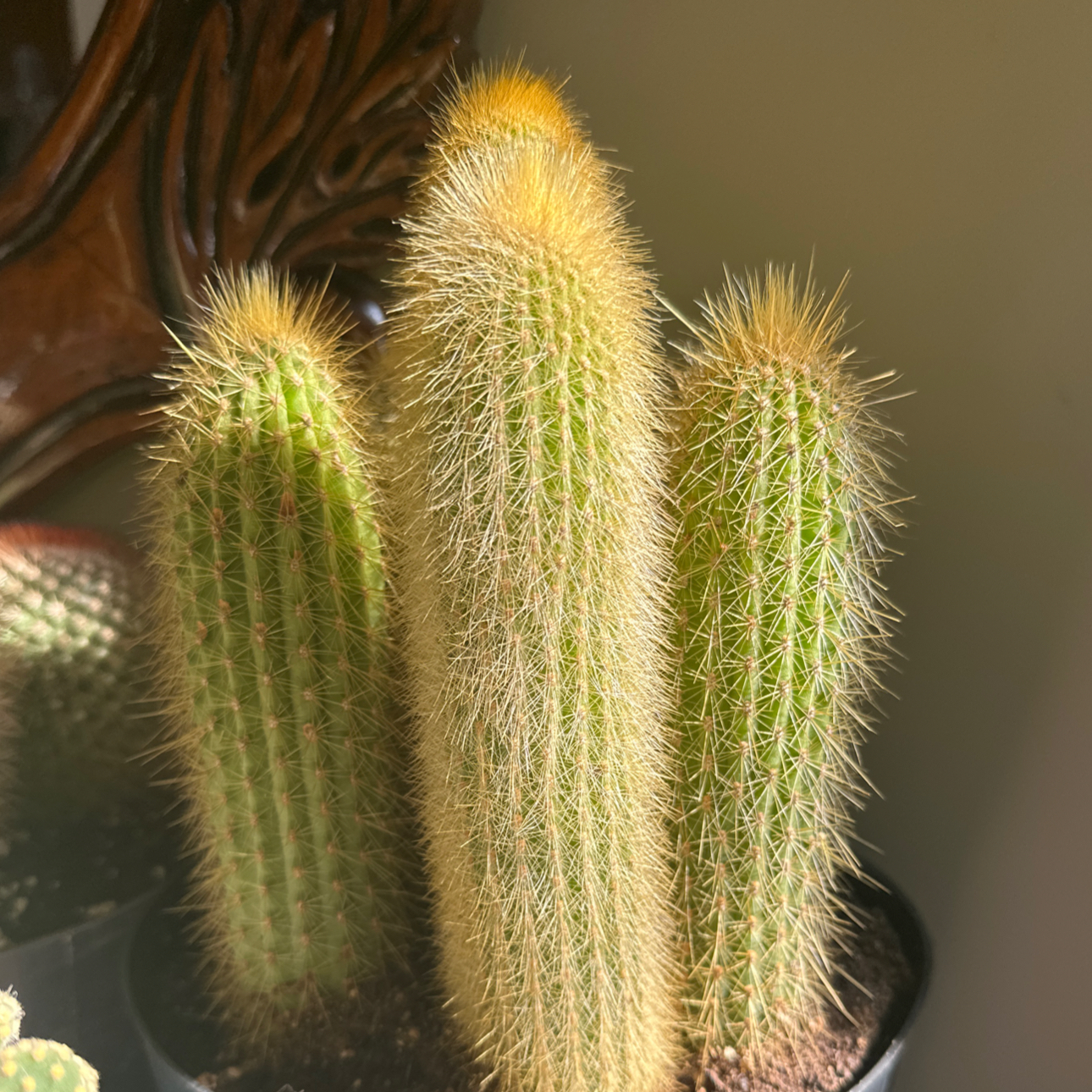 Photo of the plant species Arborescent Prickly Pear by @FitRedflax12 named Walter White on Greg, the plant care app