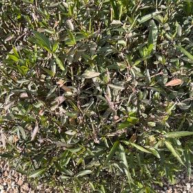 Photo of the plant species African Sumac by @LegitBrushbox76 named Anne on Greg, the plant care app