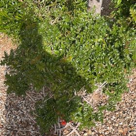 Photo of the plant species Box Holly by @LegitBrushbox76 named Zeus on Greg, the plant care app