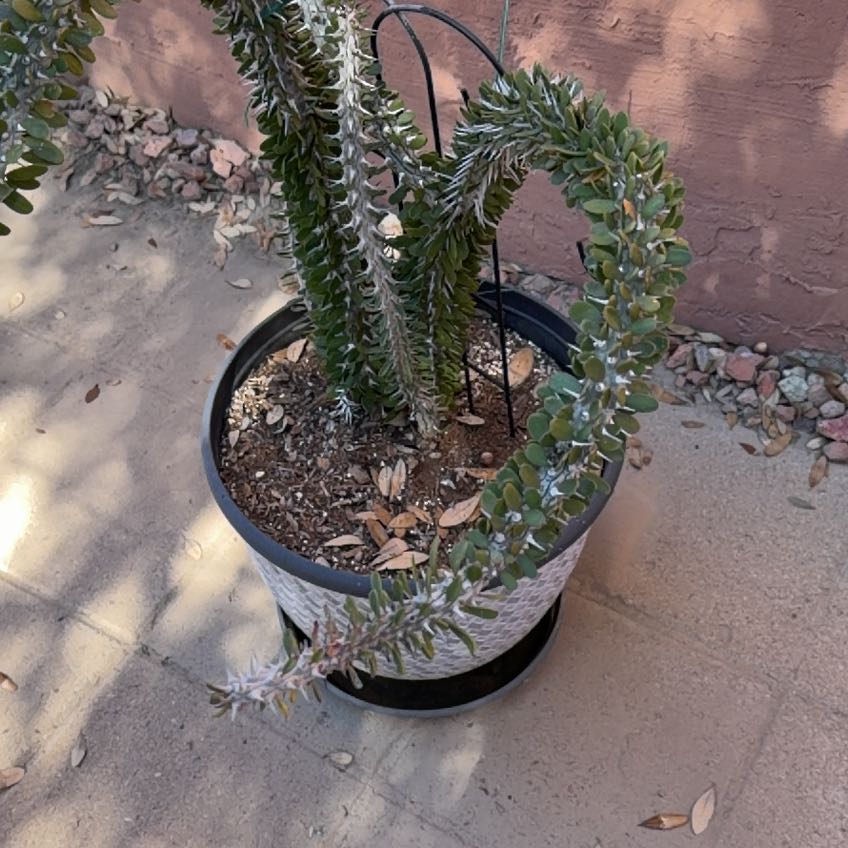 Photo of the plant species Ocotillo by @LegitBrushbox76 named Gregarious on Greg, the plant care app