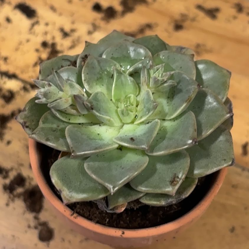 Photo of the plant species Taciveria 'Tasha' by @GlowingSedum60 named Nemo on Greg, the plant care app