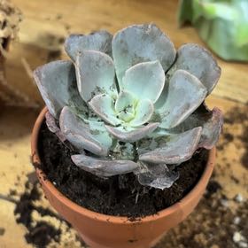Photo of the plant species Graptoveria 'Bashful™' by @GlowingSedum60 named Fernie Mercury on Greg, the plant care app