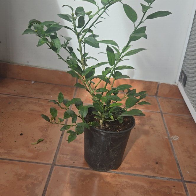 Photo of the plant species Limon Criollo by @Anaiahrodrgz named Lima on Greg, the plant care app