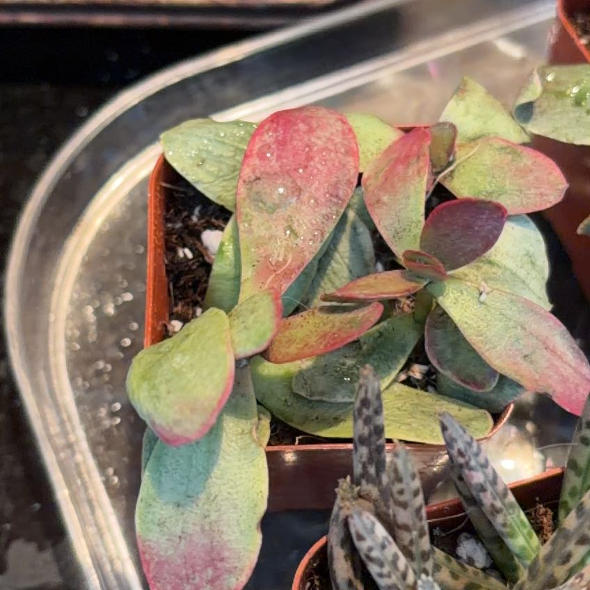 Photo of the plant species Tutsan by @NewPansy36 named Coco on Greg, the plant care app