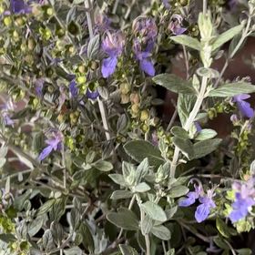 Photo of the plant species Tree Germander by @SedulousPecan49 named Sherlock on Greg, the plant care app