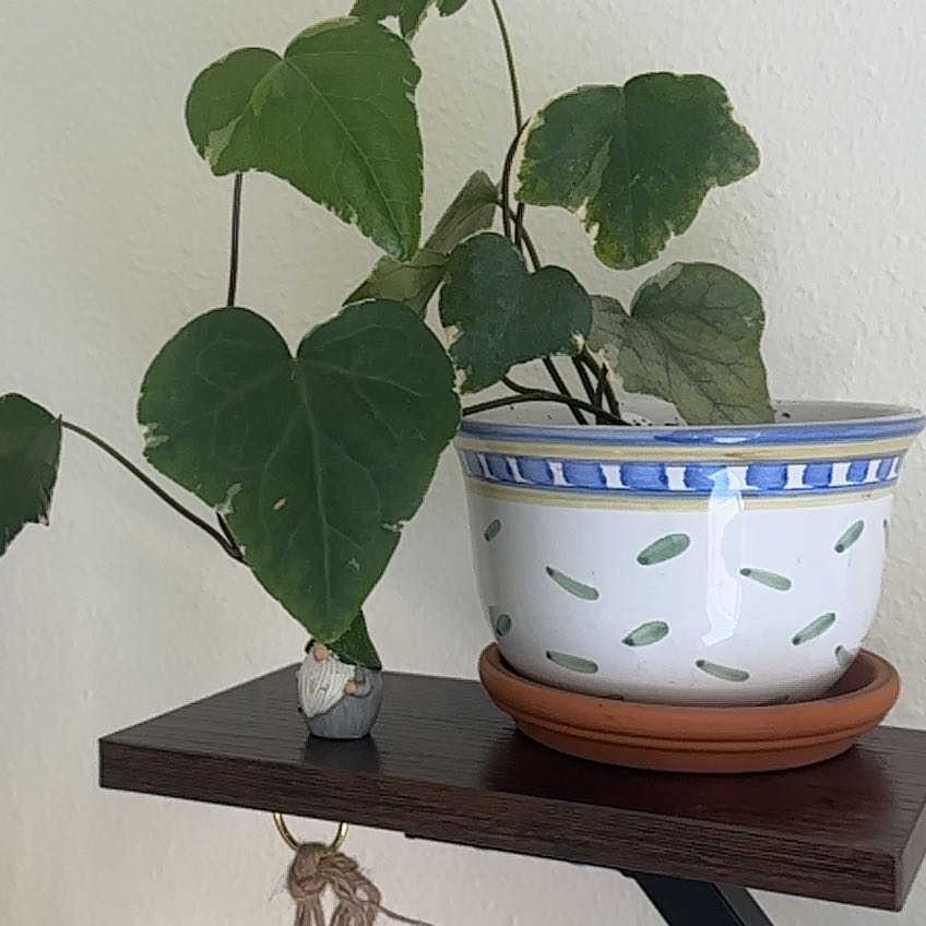 Photo of the plant species Algerian Ivy by @ZingRubberfig65 named Elina on Greg, the plant care app