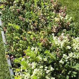 Photo of the plant species White Rata by @DelicateRedsage named Terra on Greg, the plant care app