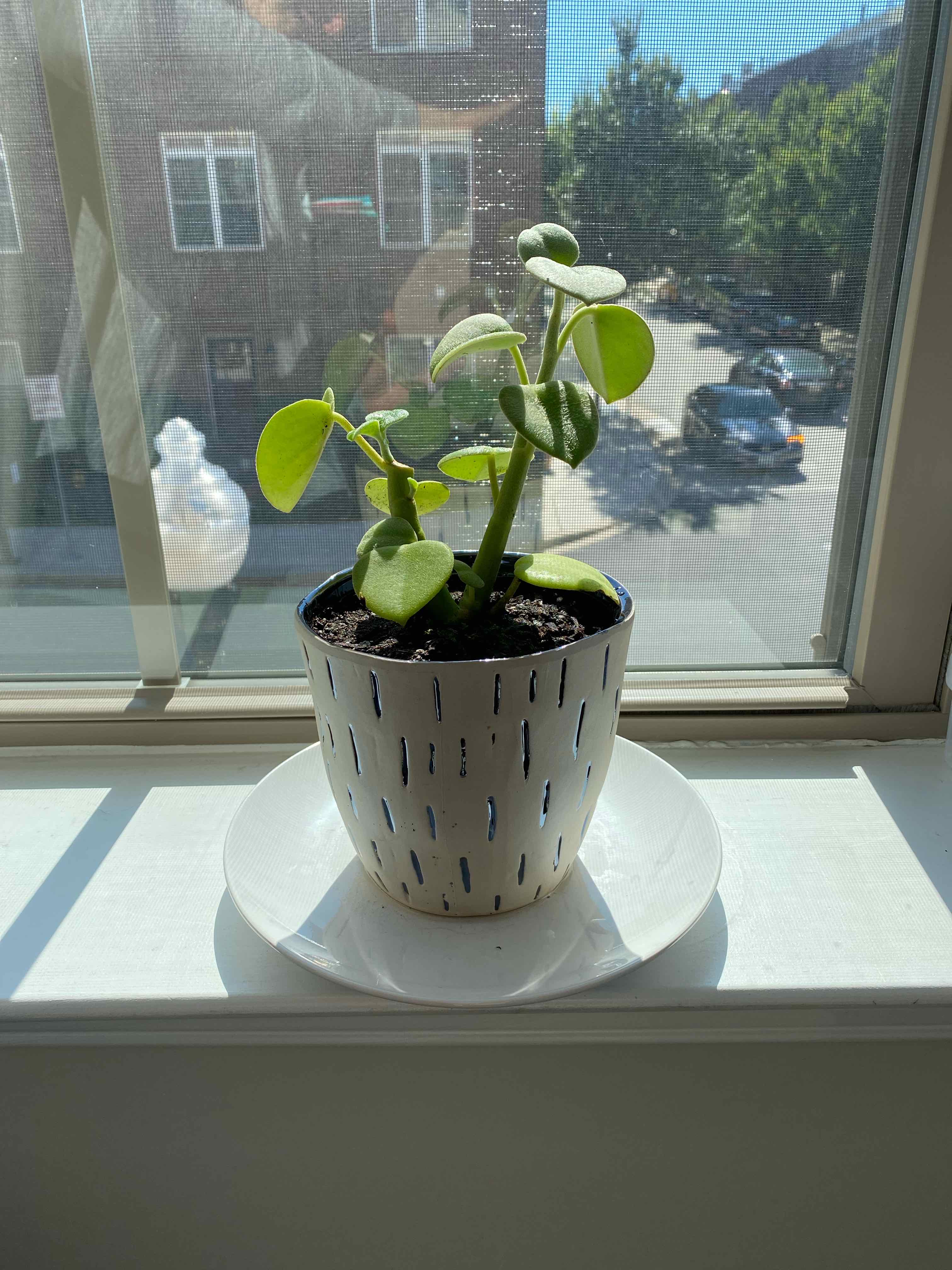 Felted Peperomia plant on a windowsill in a white pot with visible soil.