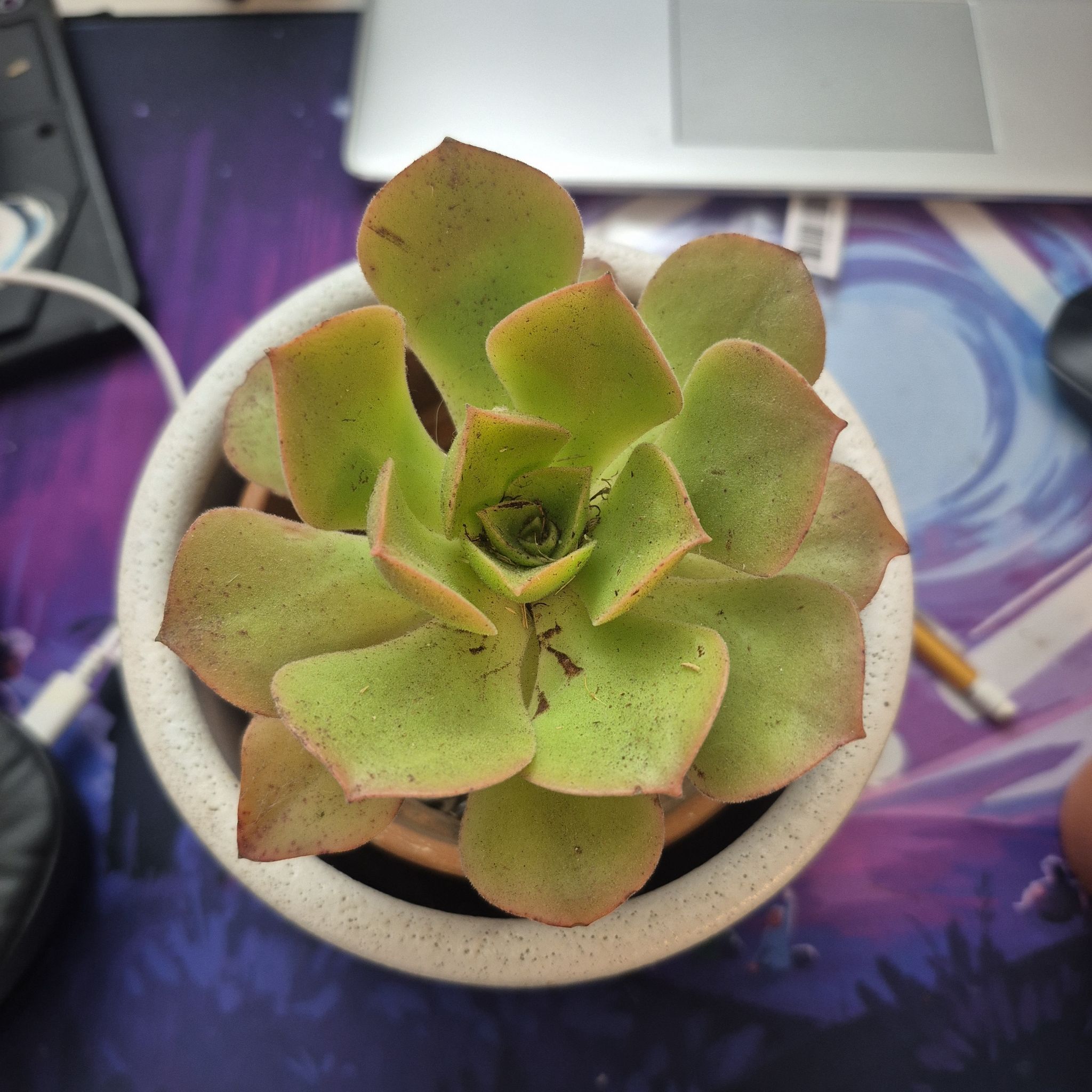 Photo of the plant species Aeonium Nobile by @JollyChia88 named Ania on Greg, the plant care app