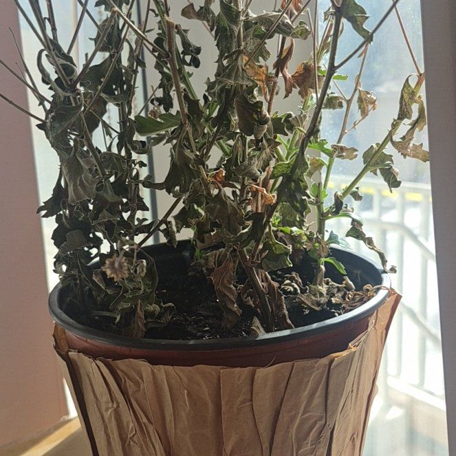 Photo of the plant species Pelee Mum by @SolidlyBuroak73 named Michelle Branch on Greg, the plant care app