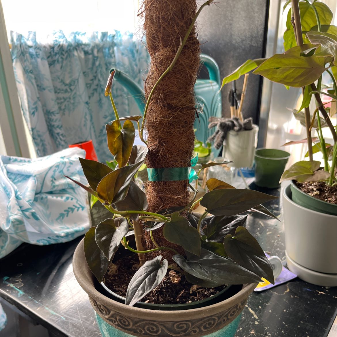 Arrowhead Vine 'Red Arrow' plant in a decorative pot with visible soil and support structure.