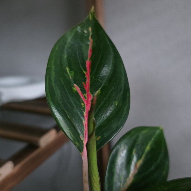 Photo of the plant species Pink Chinese Evergreen by @SeamlessLemon25 named Beckham on Greg, the plant care app