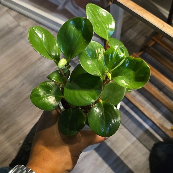 Photo of the plant species 'Salt N' Pepper' by @SeamlessLemon25 named Daphne on Greg, the plant care app