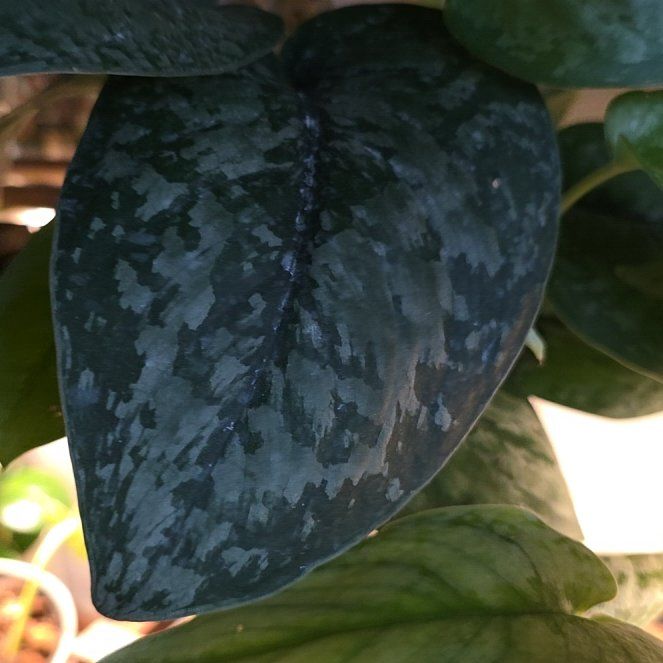 Photo of the plant species Scindapsus 'Mount Salak' by @SeamlessLemon25 named Shakira on Greg, the plant care app