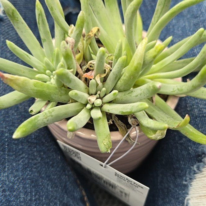 Photo of the plant species Fingertips by @KeyEspostoa11 named Taylor Swift on Greg, the plant care app