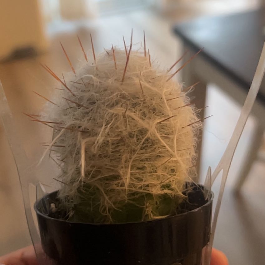 Photo of the plant species Crested Old Man of the Andes by @BeneficWoreya named Orwell on Greg, the plant care app