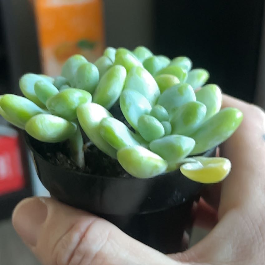 Photo of the plant species Sedum treleasei by @ProminentYuzu named Leaf Erickson on Greg, the plant care app