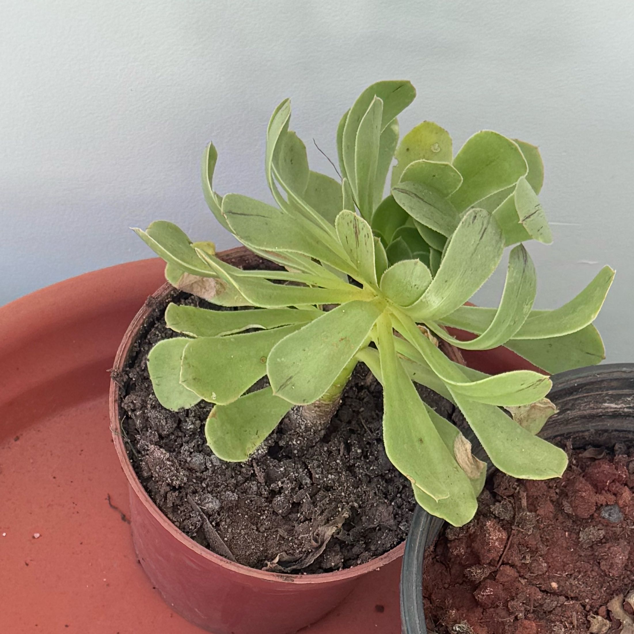 Photo of the plant species Aeonium castello-paivae variegata 'Suncup' by @WillTanekaha54 named Robert Plant on Greg, the plant care app