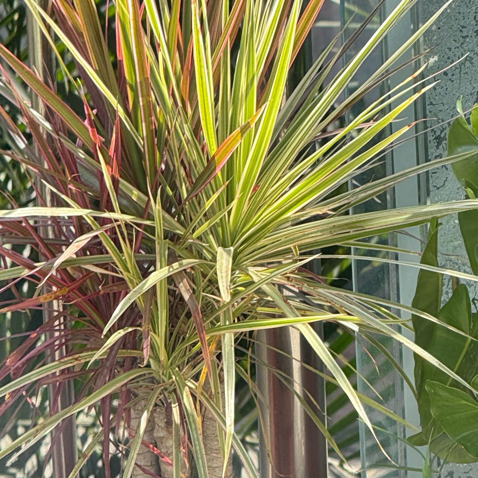 Photo of the plant species marginata cane by @WillTanekaha54 named Daphne on Greg, the plant care app