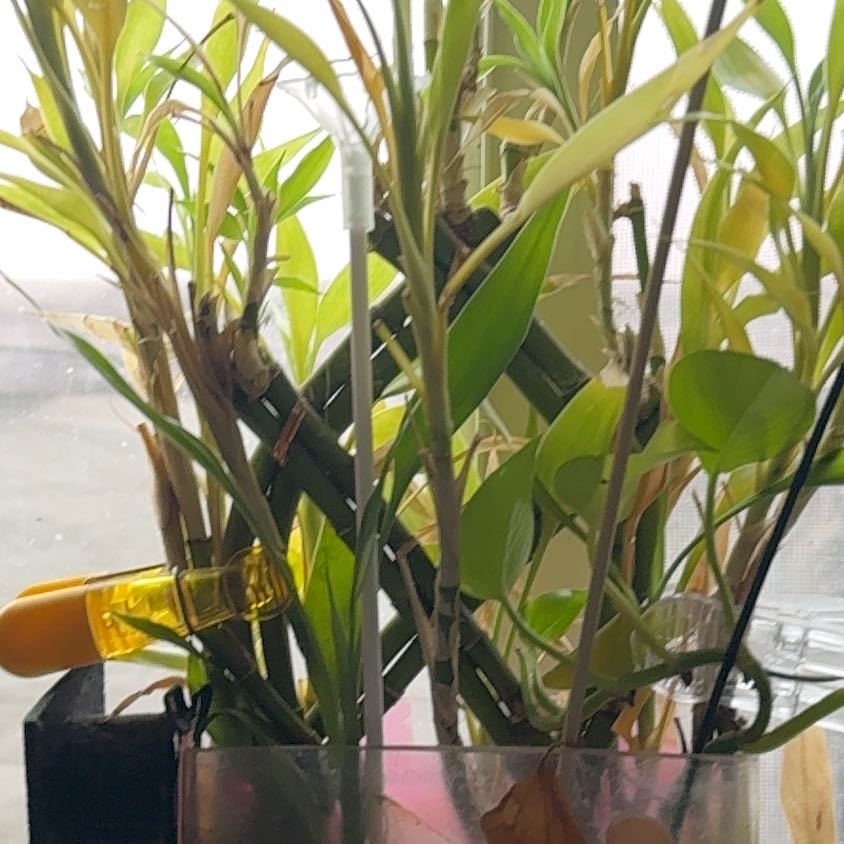 Photo of the plant species Giant Reed by @EarthyFern23 named Kardashian on Greg, the plant care app
