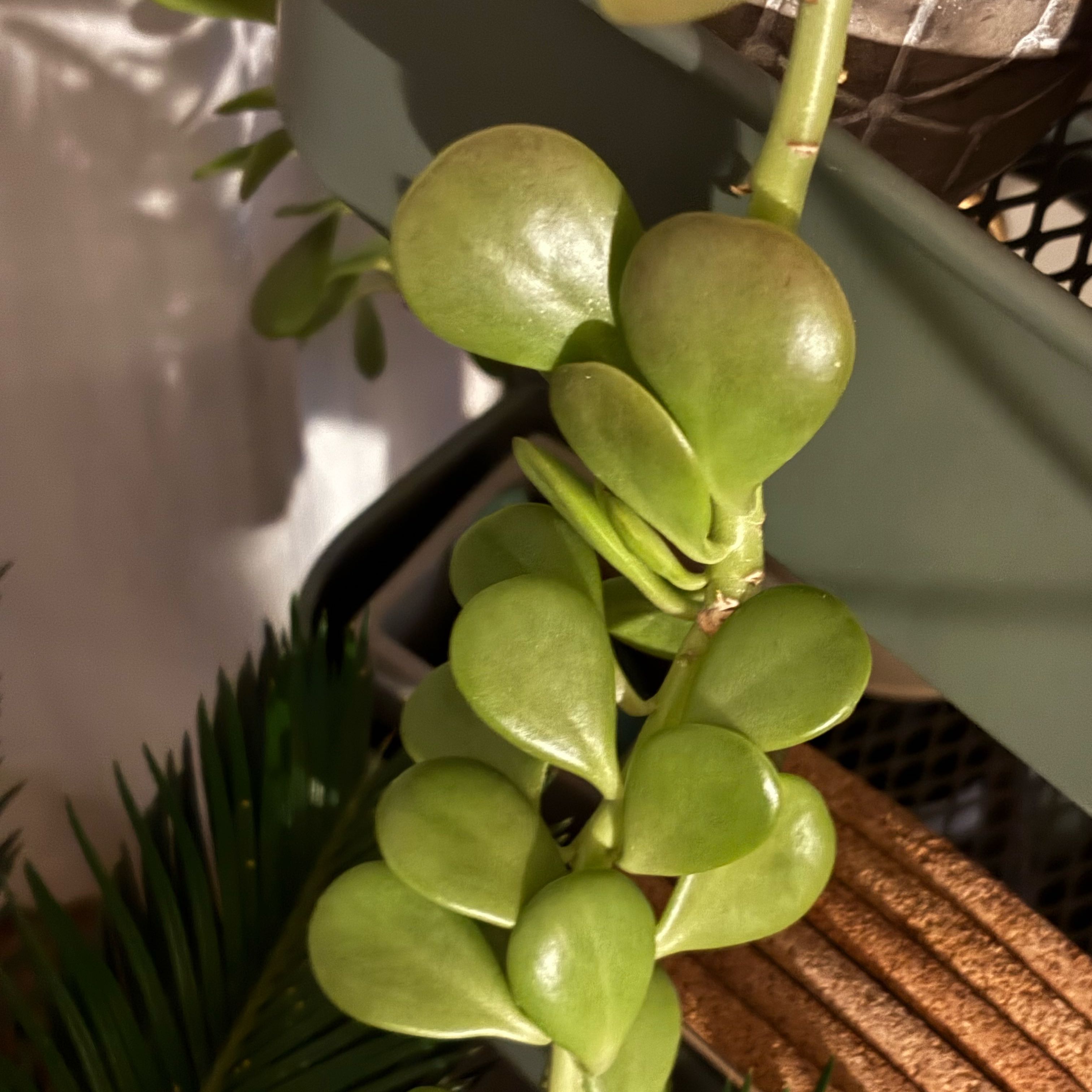 Photo of the plant species Variegated Trailing Jade by @BettyKalf named Foxxy on Greg, the plant care app