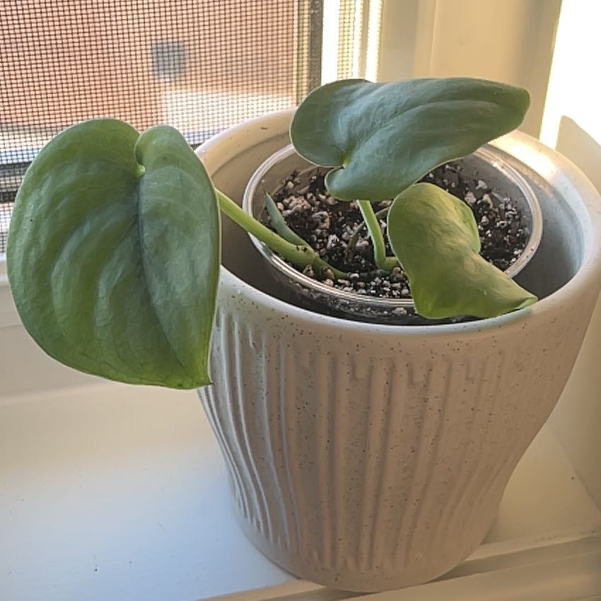 Photo of the plant species Scindapsus pictus 'Silver Hero' by @PetDidelta81 named Sir Plancelot on Greg, the plant care app