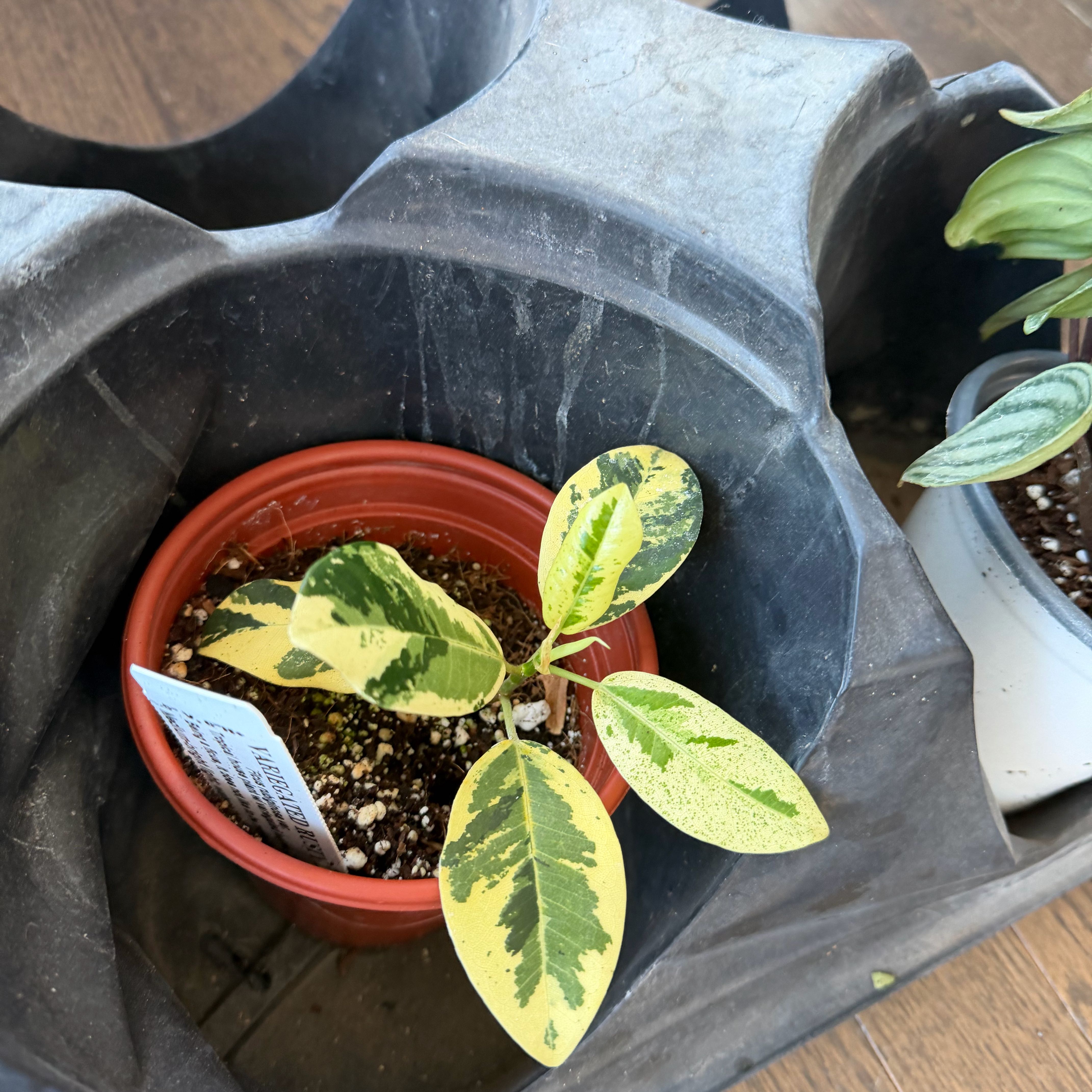 Photo of the plant species Variegated Rusty Fig by @TenableSucc65 named Delilah on Greg, the plant care app