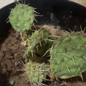 Photo of the plant species Grassland Prickly Pear by @VipWharangi58 named Delilah on Greg, the plant care app