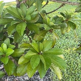 Photo of the plant species mamey sapote by @PetBacopa87 named Lorito on Greg, the plant care app