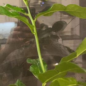 Photo of the plant species Kaffir lime by @CleanTawapou2 named Sigmund on Greg, the plant care app