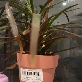 Photo of the plant species Exotic Angel by @CleanTawapou2 named Darwin on Greg, the plant care app