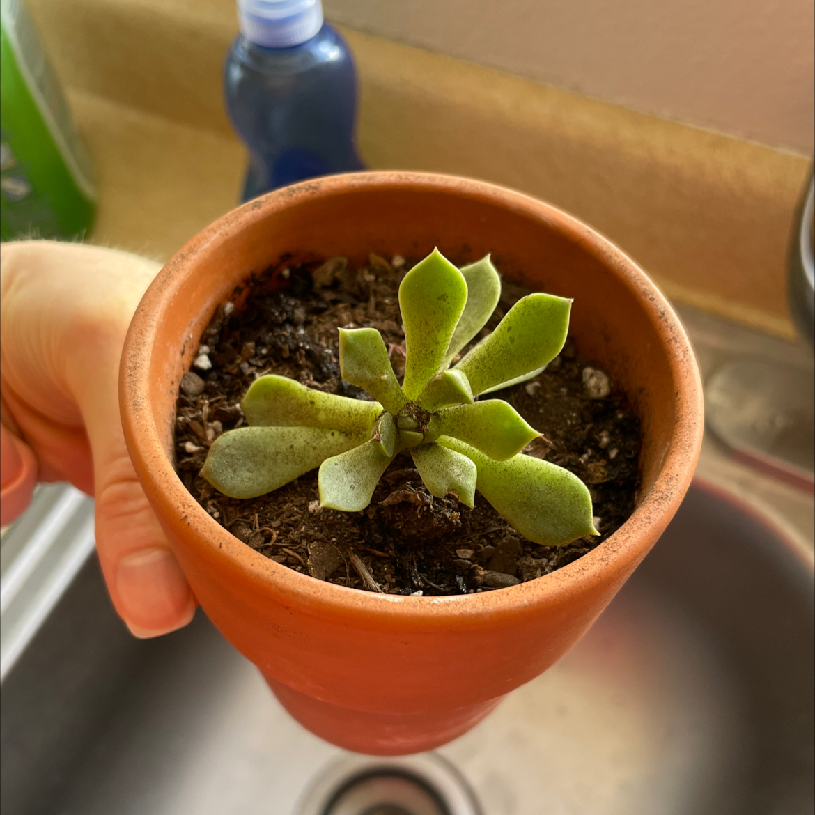 Photo of the plant species 'Kalinda' Hen and chicks by Jennifer named Prince on Greg, the plant care app