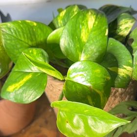 Photo of the plant species Devils Ivy by @SelectZinnia96 named Devil on Greg, the plant care app