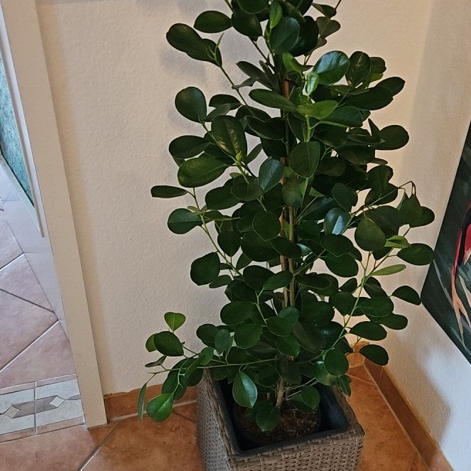 Photo of the plant species Ficus Moclame by @JocoseMango33 named Sherlock on Greg, the plant care app