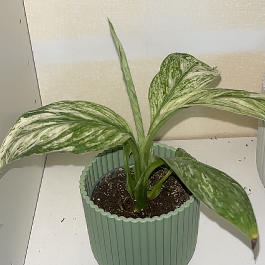 Photo of the plant species Variegated Sensation Peace Lily by @VipFrogbit11 named Walt on Greg, the plant care app