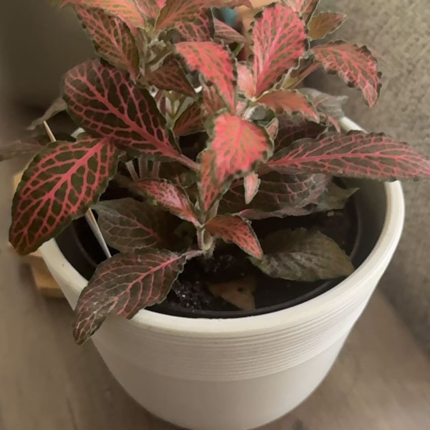 Photo of the plant species Nerve Plant by @Julieherwill28 named Nemo on Greg, the plant care app