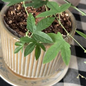 Photo of the plant species Bluecrown Passionflower by @WinFanpalm23 named Foxxy on Greg, the plant care app