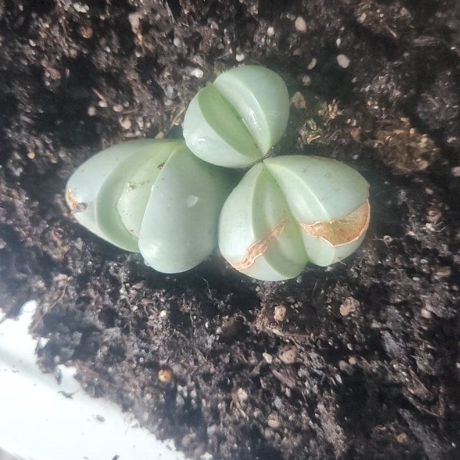 Photo of the plant species Argyroderma spp. by @FieryHoupara61 named Orlando Bloom on Greg, the plant care app