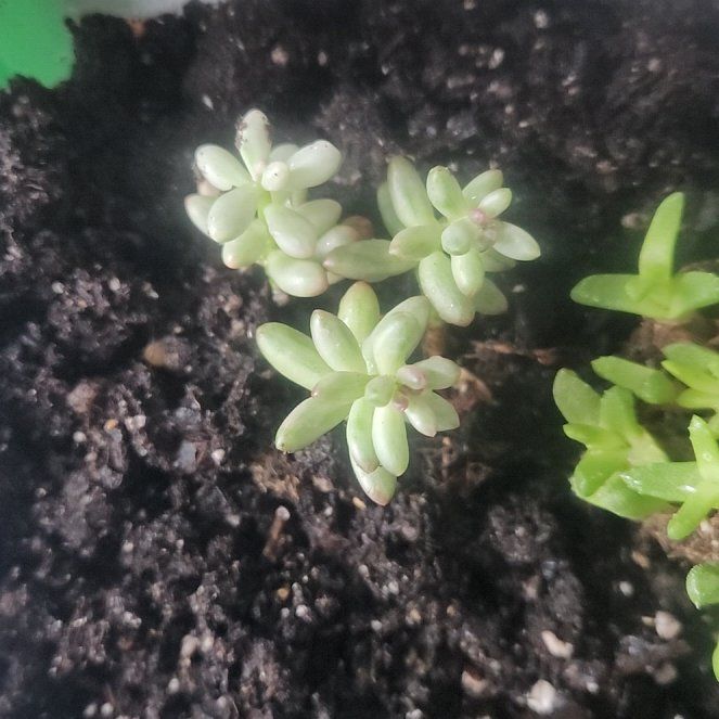 Photo of the plant species Sedum rubrotinctum 'Aurora' by @FieryHoupara61 named Remington on Greg, the plant care app