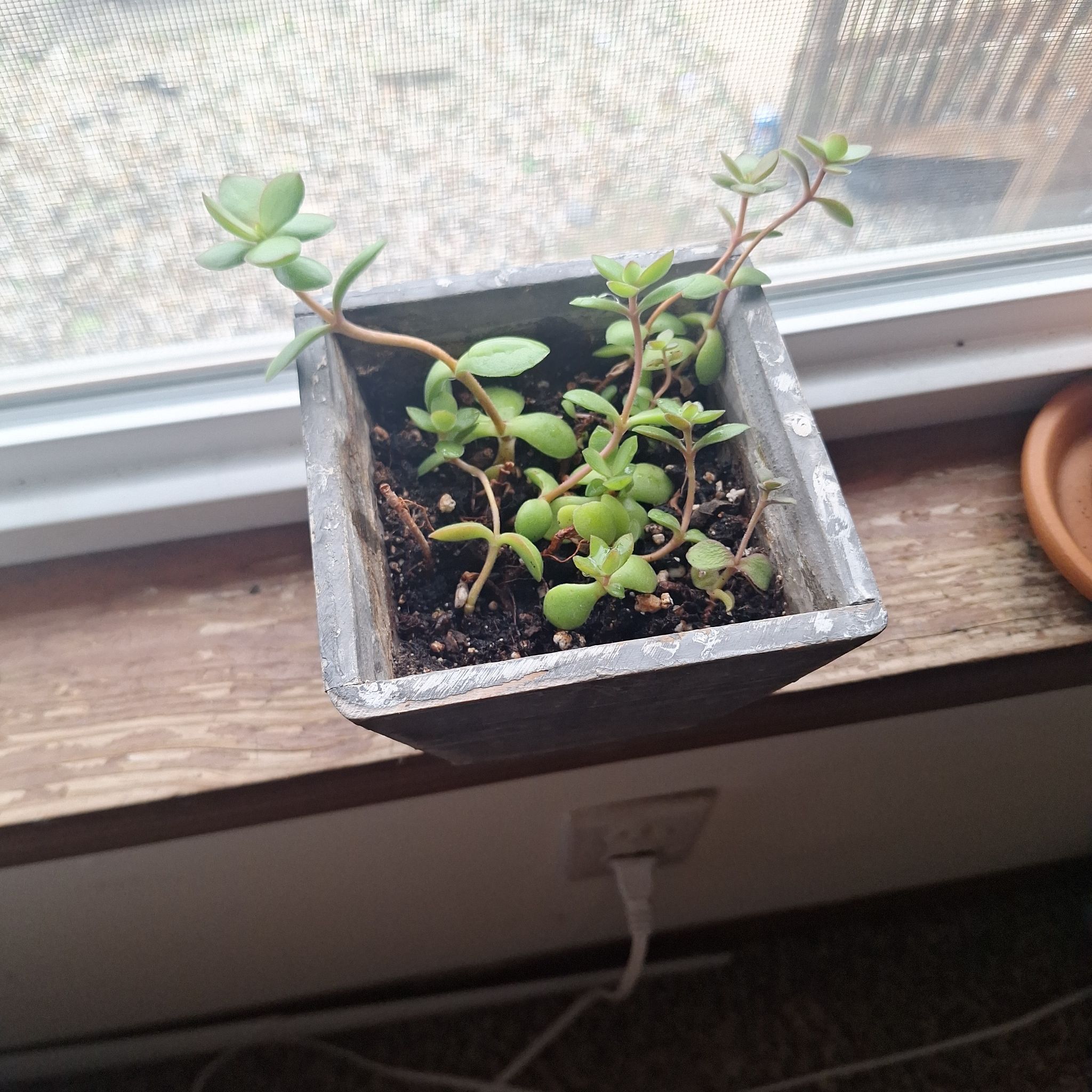 Photo of the plant species Crassula 'Money Maker' by @InventiveCorn named Bernard on Greg, the plant care app