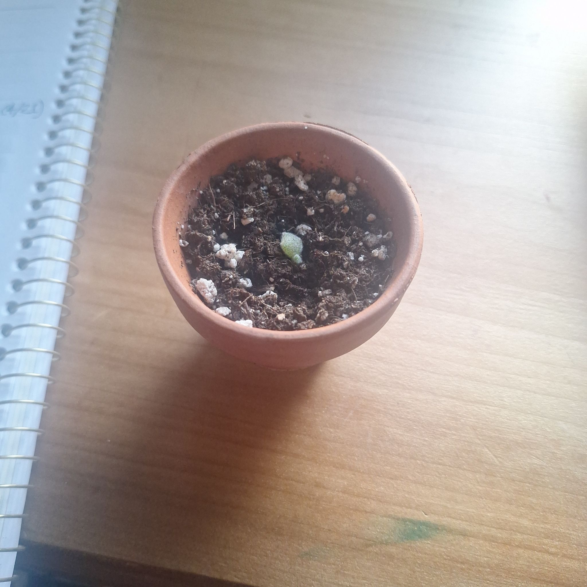 Photo of the plant species Vick's Plant by @InventiveCorn named Thom on Greg, the plant care app