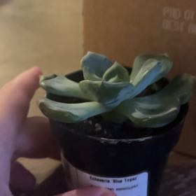 Photo of the plant species Echeveria Blue Topaz by @GivingLlavea79 named Plato on Greg, the plant care app