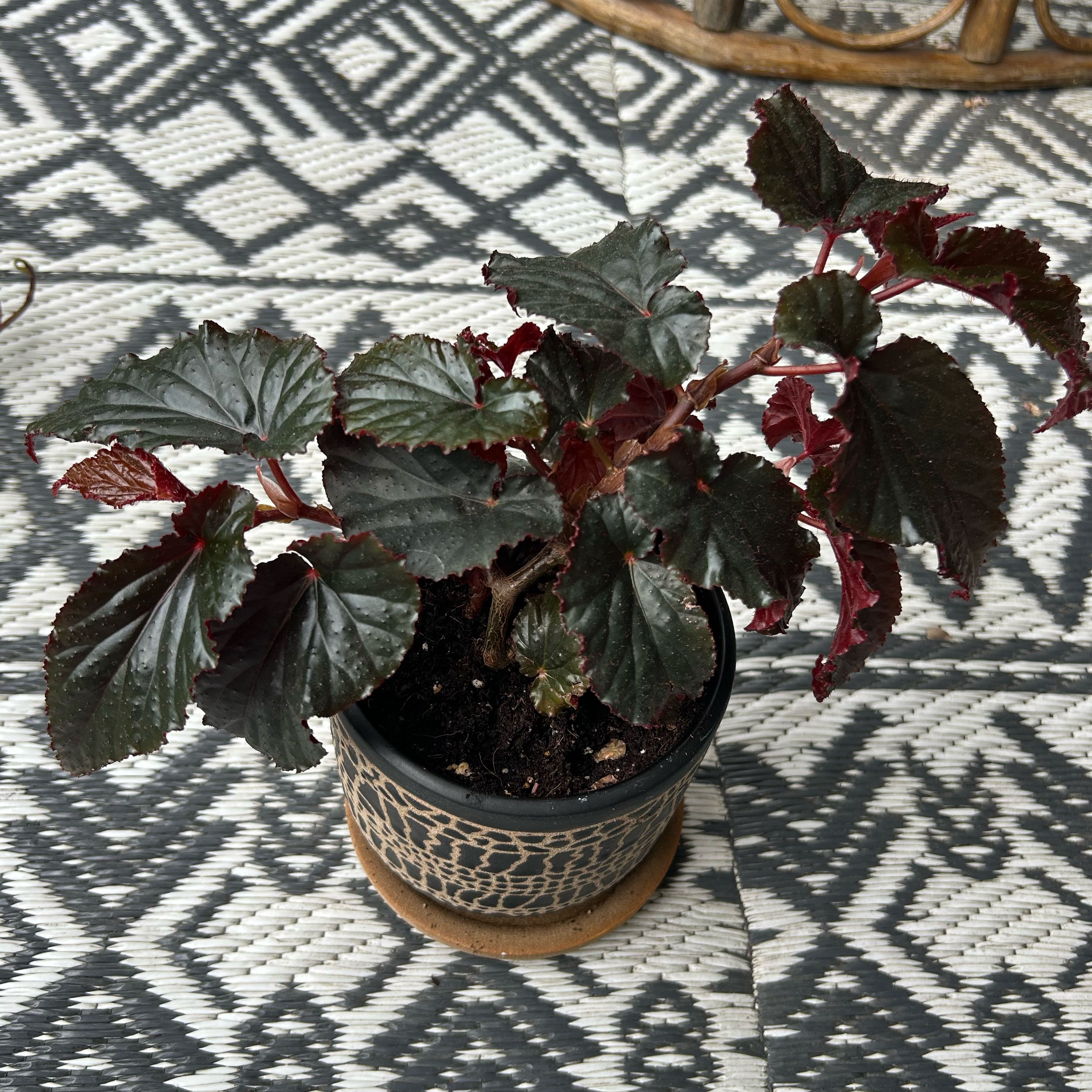 Photo of the plant species Black Magic by @WinBonsai68 named Daphne on Greg, the plant care app