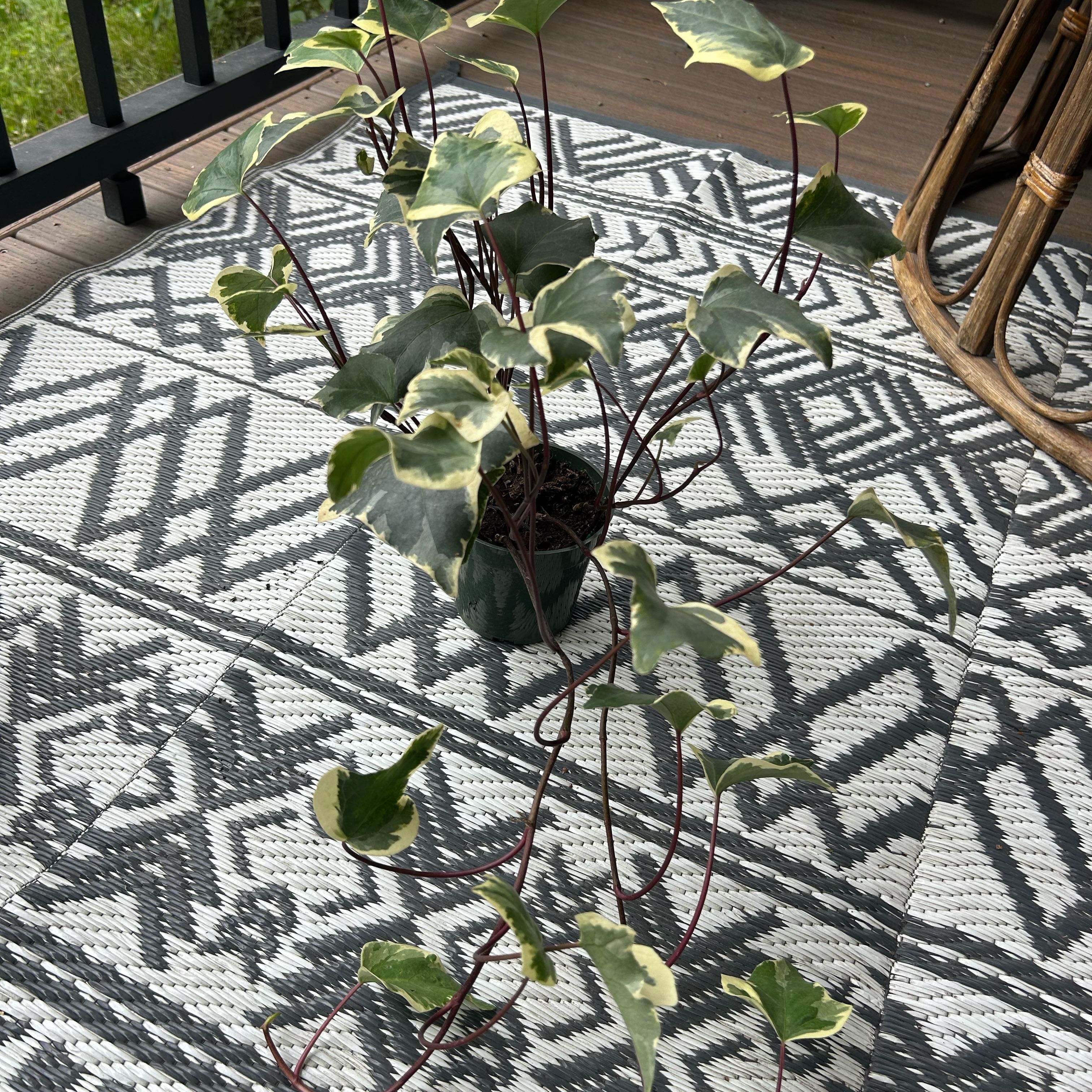 Photo of the plant species Variegated Wax Ivy by @WinBonsai68 named Calamine on Greg, the plant care app
