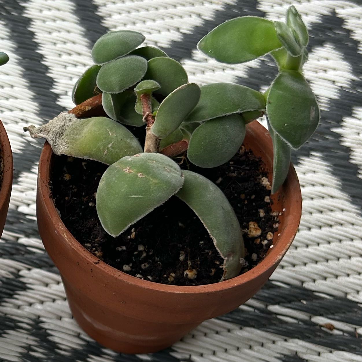 Photo of the plant species Crassula cotyledonis by @WinBonsai68 named Jade on Greg, the plant care app
