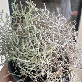 Photo of the plant species Leucophyta by @ArtisteHenbane named Sonora on Greg, the plant care app